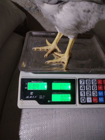 Ticarət tərəziləri: Məhsu:lcolpalar 46 günlükdür. 3 defe vaksin olub. Çəkiləri 700-980 — 10