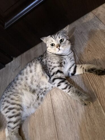 леопардовая кошка цена: 6 месяцев, Девочка, Серый
