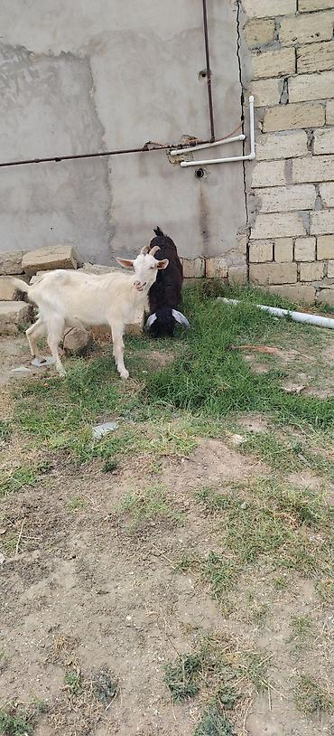 heyvan bazarları: Sarı bogazdı 1 ci qarın el kecileridi Məhsul təsviri: - Ağ və bej — 9
