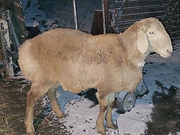 Баран, овца: Продаю | Баран (самец) | Арашан | Для разведения | Осеменитель — 9
