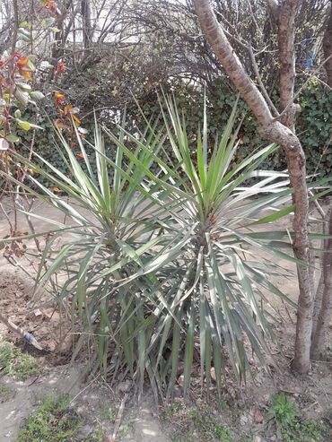 Пальмы: Palma agaci