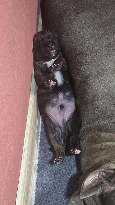 Продажа собак: Щенки метисы (короткошёрстные, тигровый и чёрный окрасы) смесь питбуль — 8