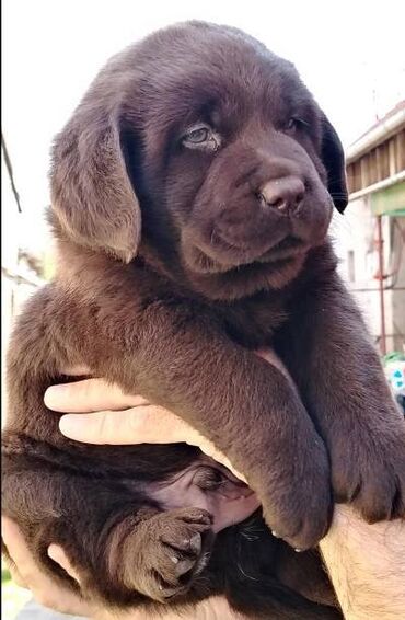 Psi: Čokoladni štenci labrador retrivera Čokoladni štenci labrador — 2