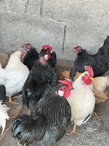 Куры, петухи: Продаю | Куры, Петух — 2