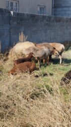 продажа щенков немецкой овчарки в бишкеке с документами: Продаю | Овца (самка) | Для разведения | Матка