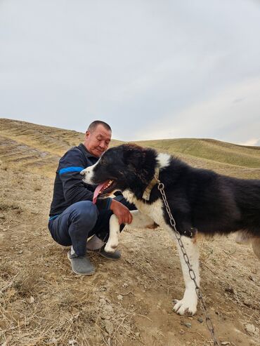 алабай щенки купить: Алабай, 1 год, Самец, С прививкой