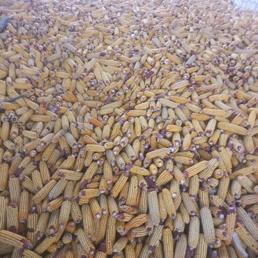 Продаю кукуруза лимагрей цена 14сом за кг объём есть