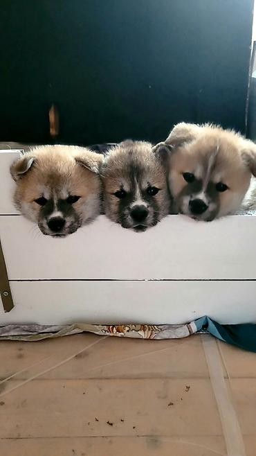 İtlər: Akita-inu — 3