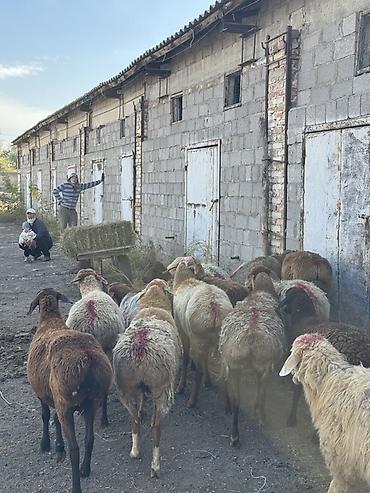 кошка майкун: Продаю | Овца (самка) | Для разведения | Матка — 3