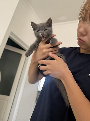 котята британские: Отдам котенка в заботливые руки. - Порода: короткошёрстный — 4