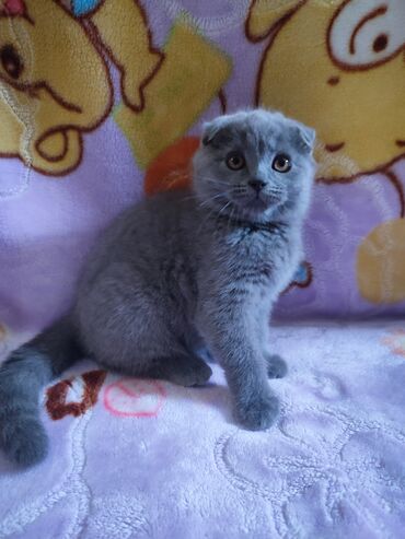 серый котенок: Срочно цена снижена продается девочка вислоухая от чистокровных