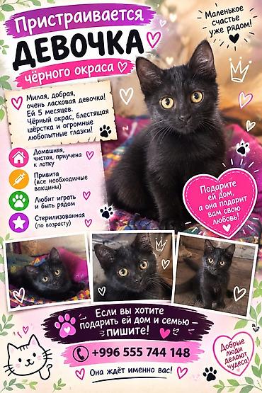 купить британскую кошку: Кошка даром: Британская короткошёрстная, 6 месяцев, Девочка, С прививками, Кастрирована, Метис — 1