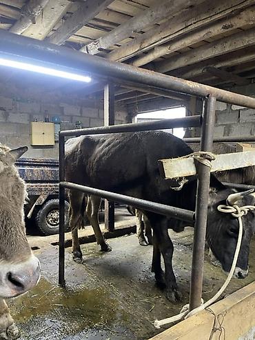 Коровы, быки: Продаю | Корова (самка) | Для молока | Привязанные at lalafo.kg — 14 Коровы, быки: Продаю | Корова (самка) | Для молока | Привязанные — 14