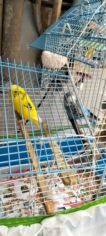 İtlər: Məhsul: Dalmatian nimfa və budgerigar (dalğalı tutuquşu) cütü ilə