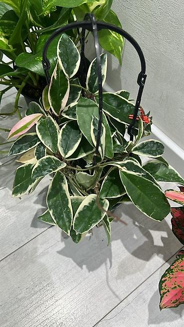 куст: Замиокулькас (ZZ plant) в горшках разных размеров. - — 9