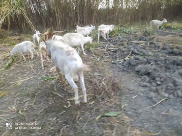 Keçi, çəpiş: Saanen tekesi — 7