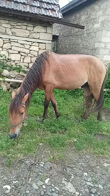 pony at: Erkək, il: 5, Ünvandan götürmə