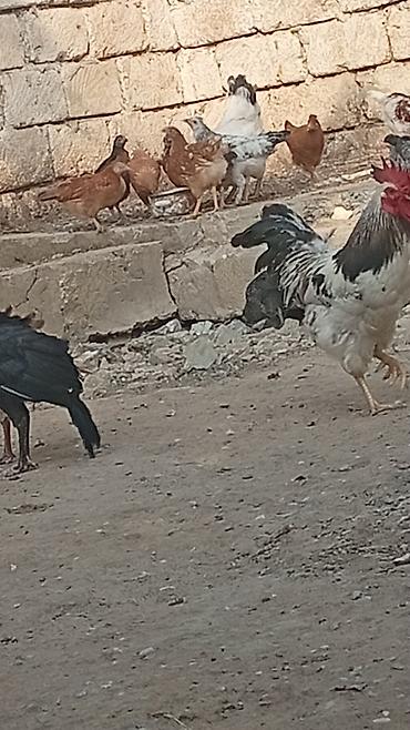liqorin toyuqlari satilir: Hər cürə heyvan var qaz balası ordey hindusqa nə iddeseniz var işimlə — 2
