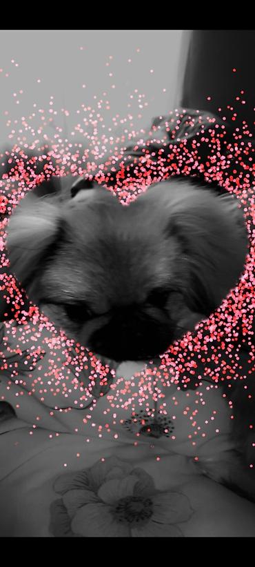 itler gence: Pekines, 4 il, Dişi, Peyvəndli, Ünvandan götürmə, Ödənişli çatdırılma — 7