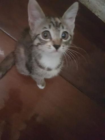 ev heyvan adlari: TECİLİ Şotland 2 aylıq dişi .Her iki valideyni cins. Saglam .Oynagan — 2