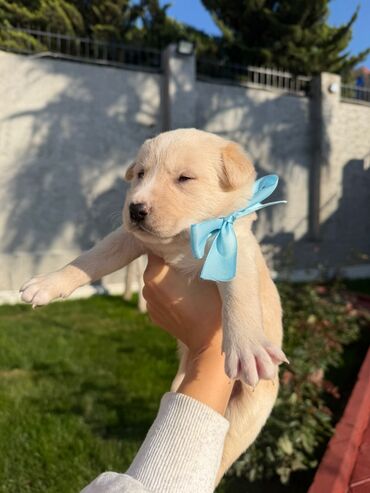 İtlər: Alman çoban iti, 1 ay, Erkek, Ünvandan götürmə — 10