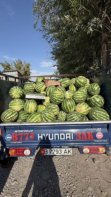 Арбузы Оптом