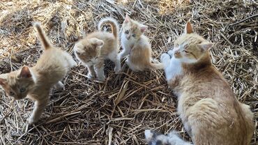 кусачки для когтей котов: Отдам даром котят.🐈🐈🐈🐈