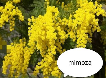 Toxumlar: Həyət gülleri. 90növ çesid var! — 22