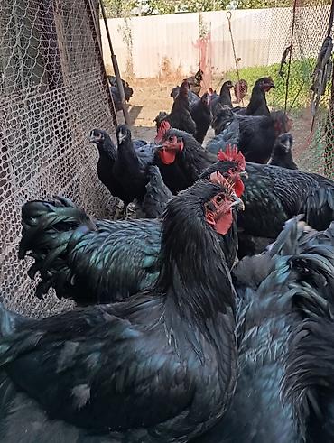 Куры, петухи: Продаю | Куры | Для разведения at lalafo.kg — 12 Куры, петухи: Продаю | Куры | Для разведения — 12