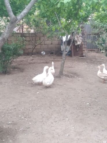 Digər quşlar: Ördəylər cavandı birinci il yumurtduyurlar 11 başdı 3 erkey içində