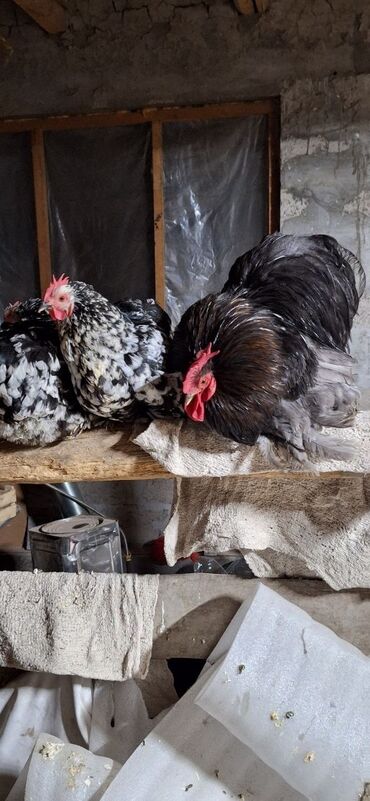 Грызуны: Koxin.1 xoruz 2 fərə.hazırda yumurtayırlar.1 yaşları var.Qiymət