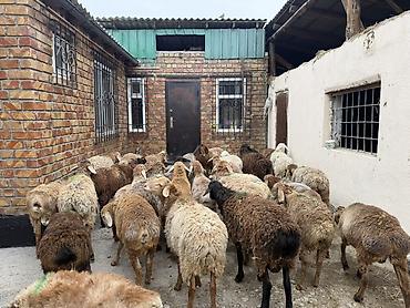 Баран, овца: Продаю | Баран (самец) | Для разведения — 4