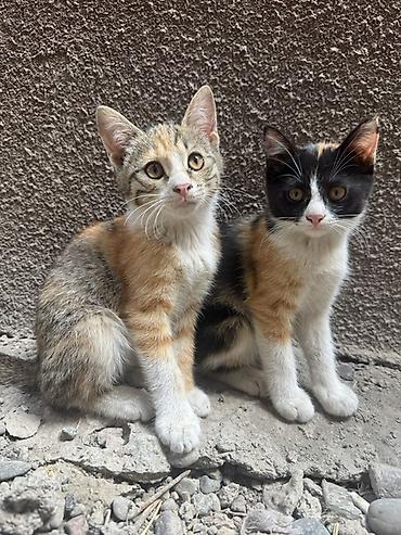 🐾 Ищу дом для трёх маленьких пушистиков ❤️ У нас дома появились три