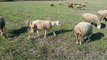 Sırf qaradolaq sortu erkəy toxlu.Ağcabədidən alınıb.Ünvan Şəki lalafo.az -da Sırf qaradolaq sortu erkəy toxlu.Ağcabədidən alınıb.Ünvan Şəki