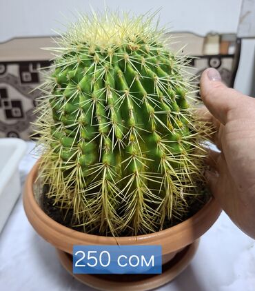 Кактусы: Продаю кактусы — 13