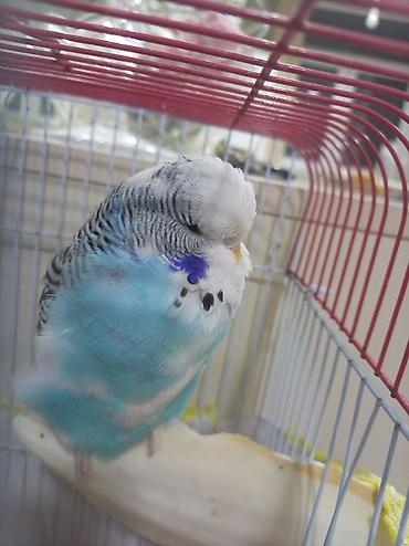 tutuquşu novləri: Məhsul: Dalmatin naxışlı, mavi-ağ rəngli dalğalı tutuquşu (budgerigar) — 1