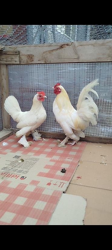 quş evi: Aq lələyli yaponkalar satılır toyug hal hazırda yumurtuyur qiymət cütü — 1