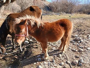 Лошади, кони: Продаю | Кобыла (самка) | Конный спорт | Племенные — 8