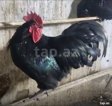 Heyvanlar: Toyuq, Australorp, Damazlıq, Ödənişli çatdırılma