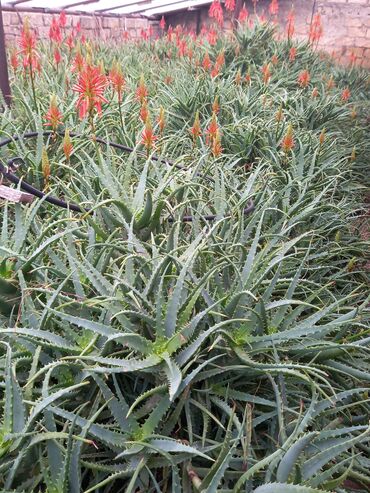 aloe gel qiymeti: Otaq bitkiləri