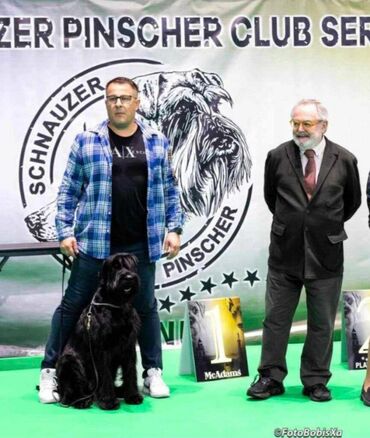 Psi: Veliki Crni Snaucer štenci vrhunskog izlozbenog porekla na prodaju — 2