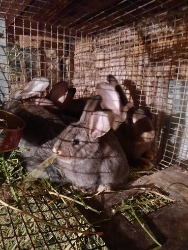 улитки ахатины: Крольчата Миксы Фландр+Баран,возраст 1 месяц