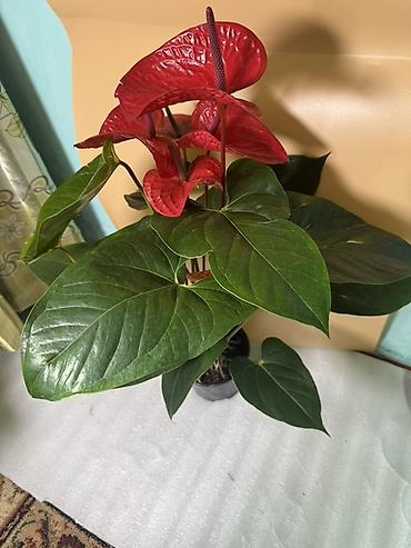 Антуриумы: Антуриум (Anthurium andreanum) в горшке - Компактное комнатное — 13