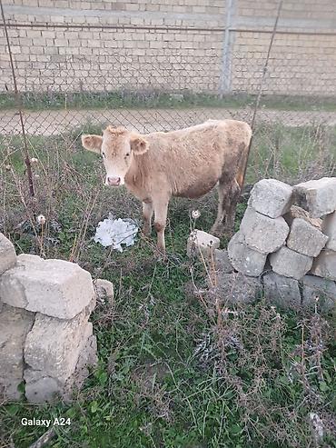 jersey cinsi: Erkək dana satilir temiz saroldu — 2
