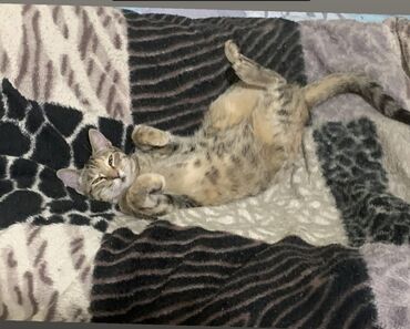 потерянные документы: Пропала кошка,25-го Октября,в районе Аламедин 1,если кто то