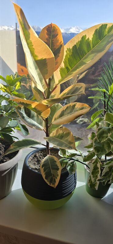 настенные цветы: РАСПРОДАЖА в связи с переездом.Фикус эластика вариегатный (Ficus