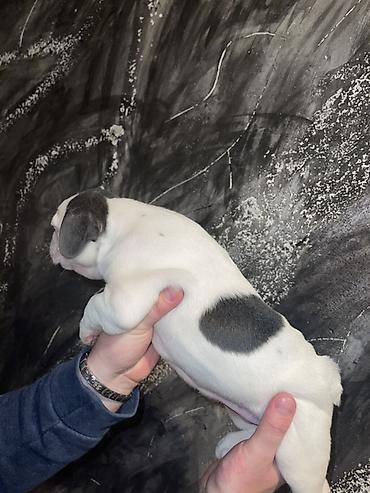 Psi: Francuski buldog štenci – merle i bele šare, plave oči - Rasa — 4