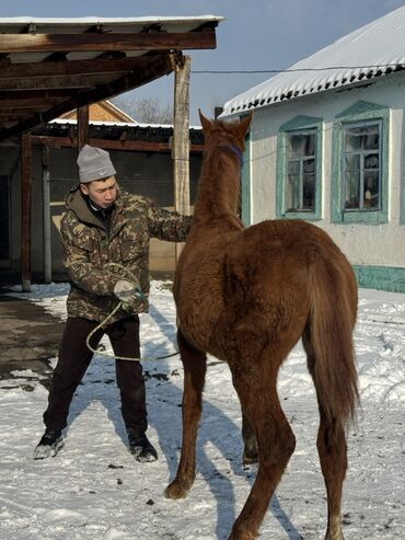 Лошади, кони: Продаю | Жеребенок | Для разведения | Племенные — 7