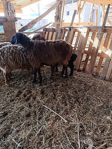 Баран, овца: Продаю | Овца (самка) | Для разведения — 7