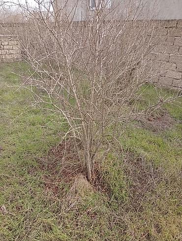meyvə ağaclarının satışı: Satılır. Bakı üzüm sarı . birde nar ağacı . ikisidə şit torpaq — 3